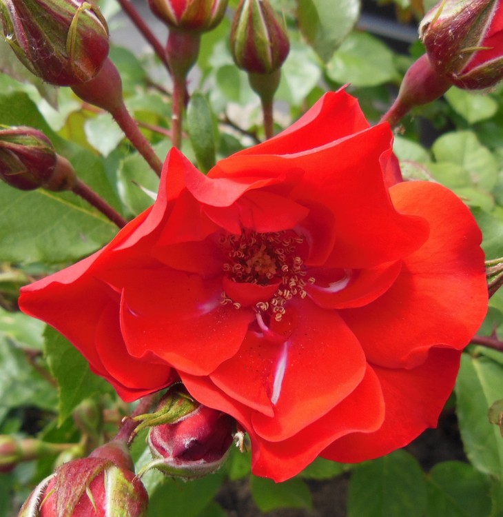 PASSION RED