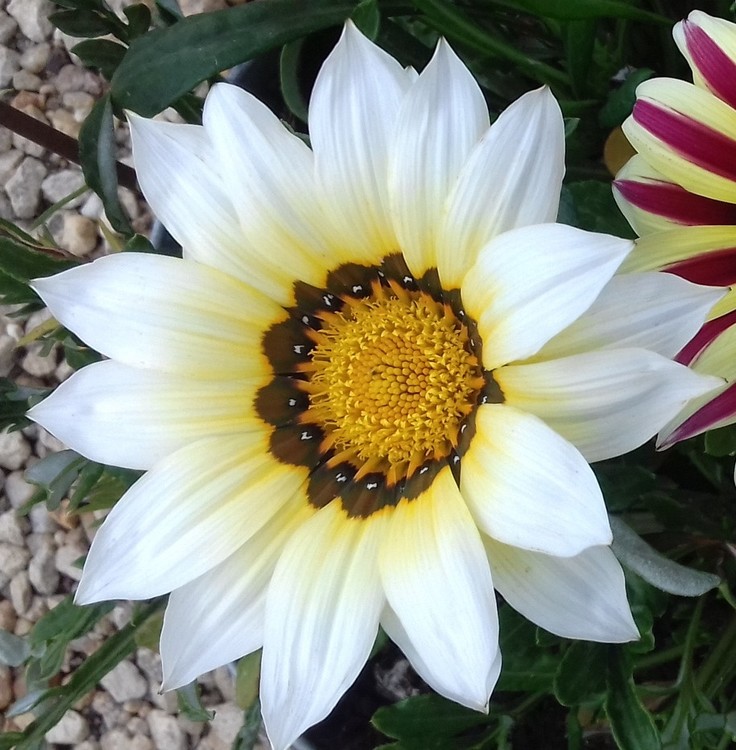 GAZANIA