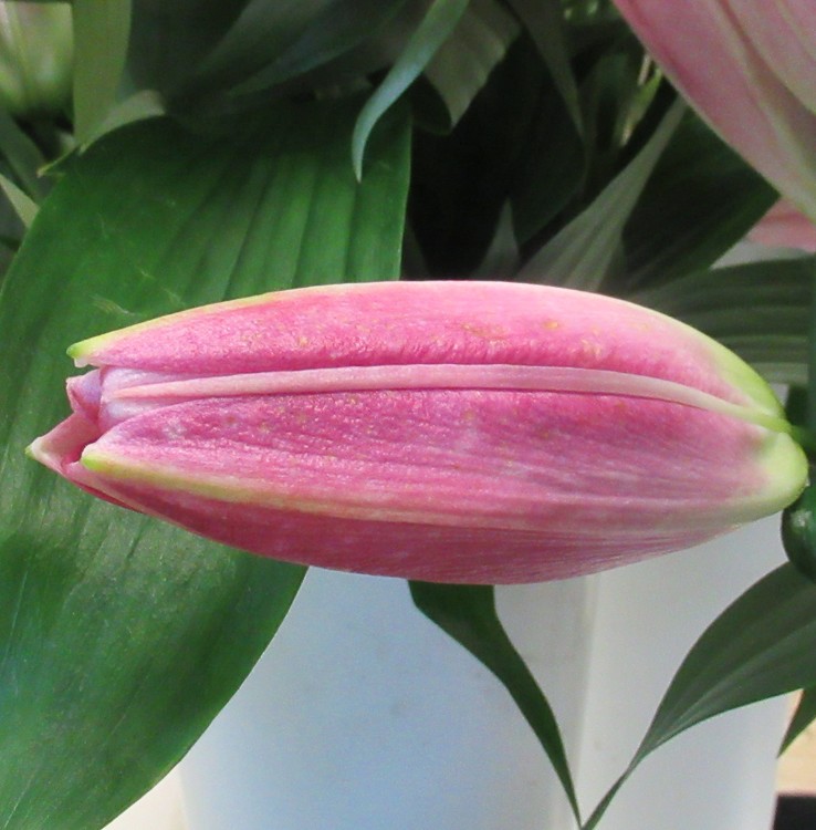 OPENING LILY'S BUD