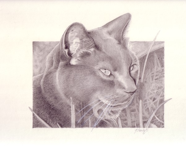 Cat commission