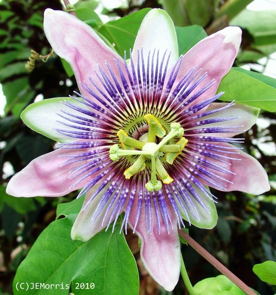 Passion Flower