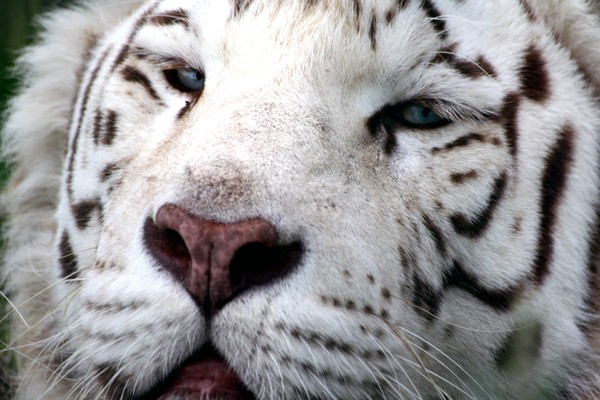 White tiger