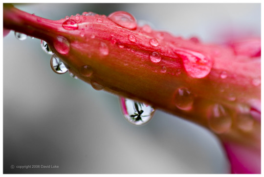 Dew Drops