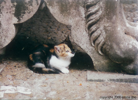 meow