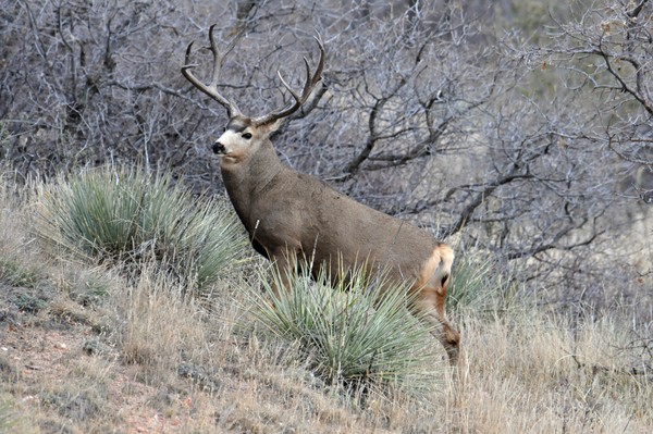 Rocky Mountain Mule Deer