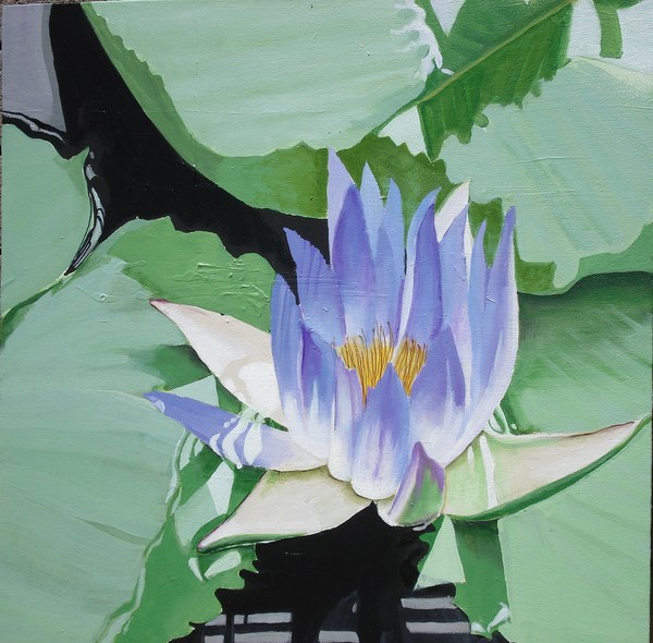  Water Lily