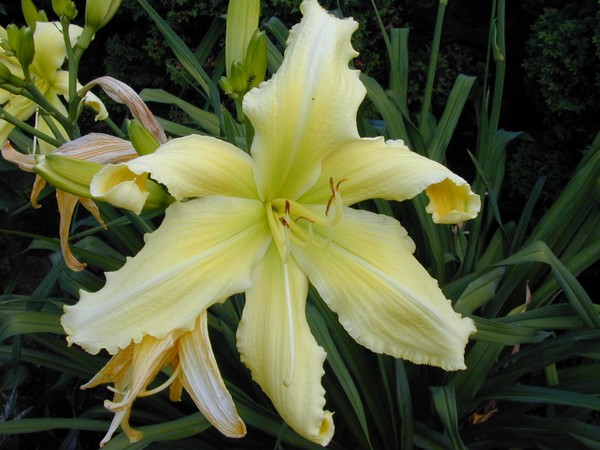 Mellow Yellow & Some!!!!!!