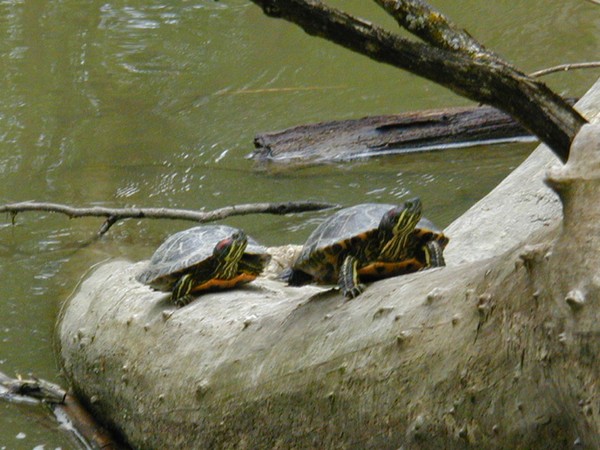 Two Turtles