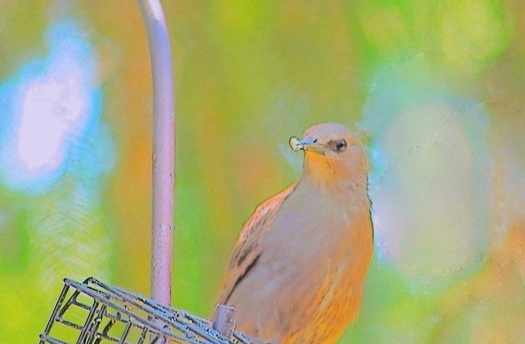 Bird