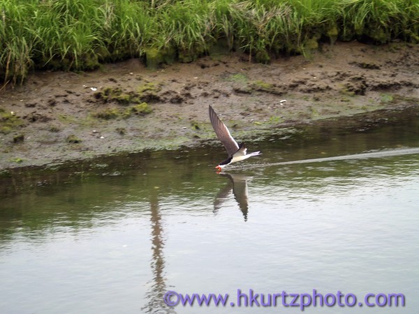 Black Skimmer