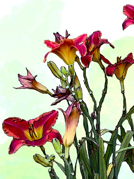 Daylilly Red