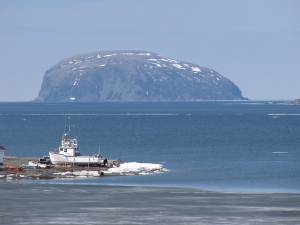 Wee Ball, Newfoundland