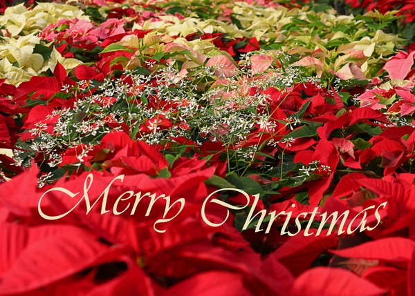 Merry Christmas. ne474c