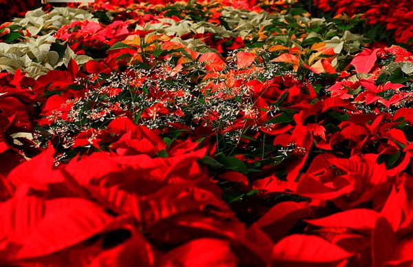 Red and White Poinsettia.  ne1042