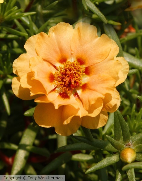 Orange Moss Rose ne1233