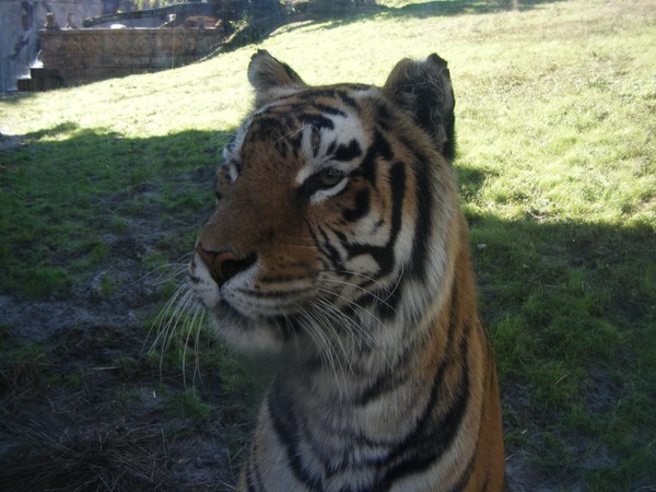 Curious Tiger at Disney World