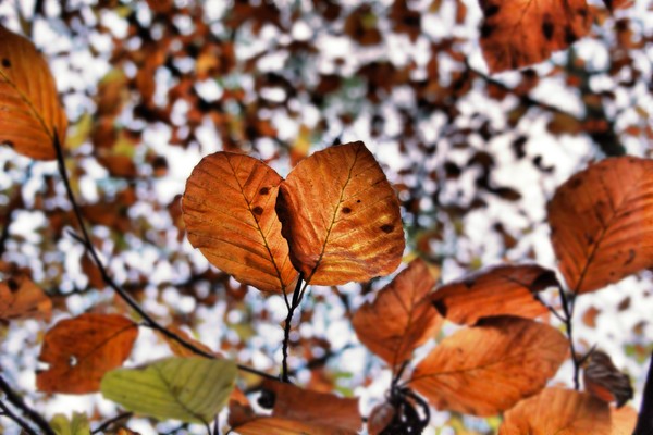 Autumn Leafs