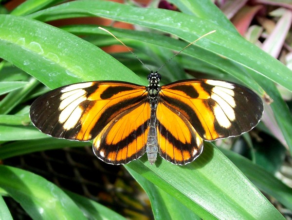 orange stripe flutterbye