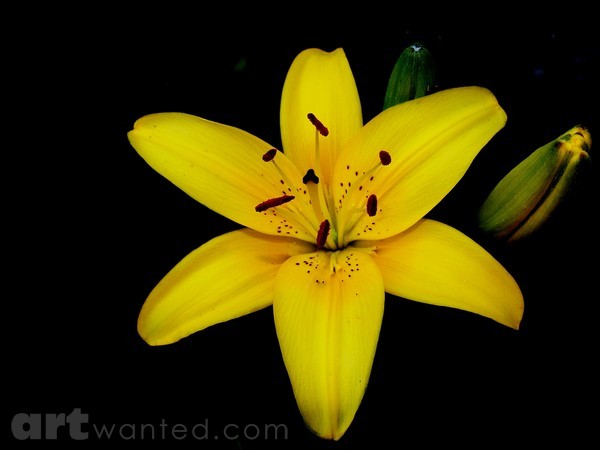LOVELY IN YELLOW