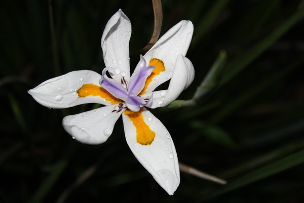 Morning Dew