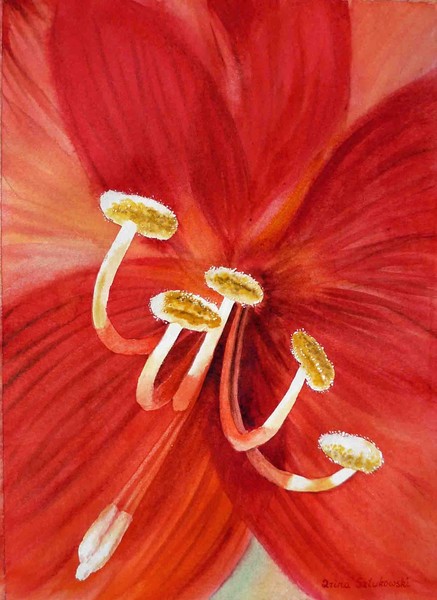 Red Amaryllis