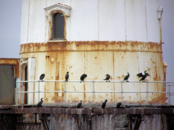 watchers of the lighthouse