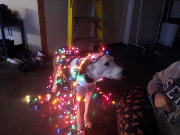 Marilyn is getting ready for Christmas too