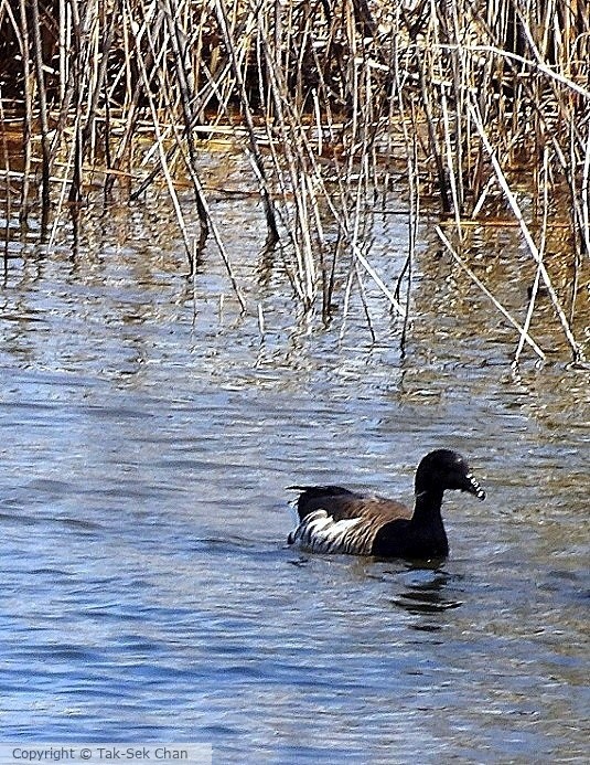 Brant (Branta bernicla), Jamaica Bay, NYC 04-22-2015