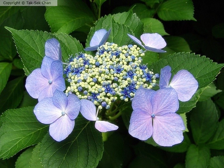 Hydrangea macrophylla, Weston, MA, USA, 07-07-2024