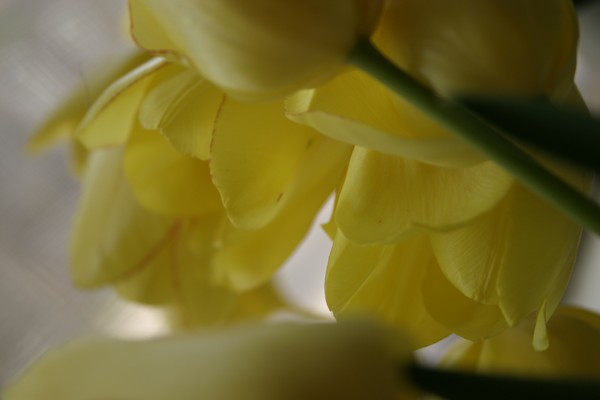 tulip