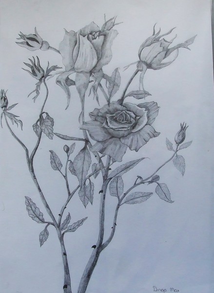 Roses