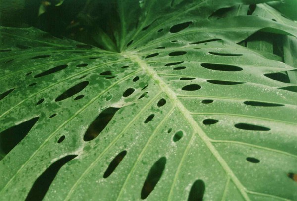 Through the Leafhole