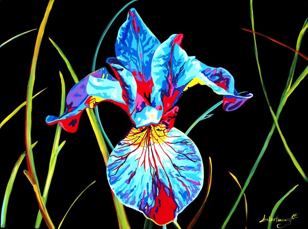 Iris At Night