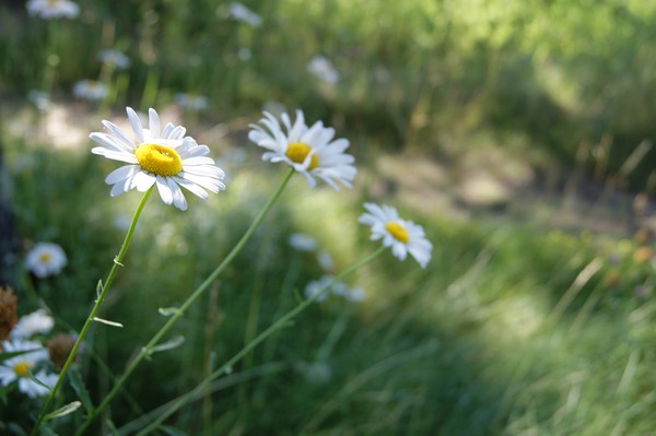 Three Daisies