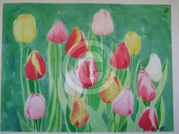 16 TULIPS