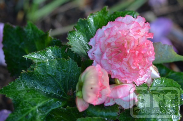 Pink Ruffles