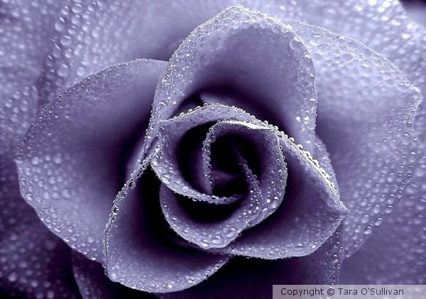 Morning Dew