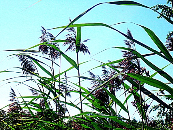 Hay in the summer