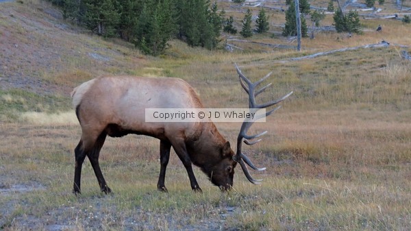 11337 Bull Elk Yellowstone NP