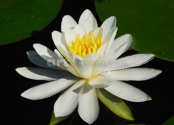 Lily Pad Blossom III