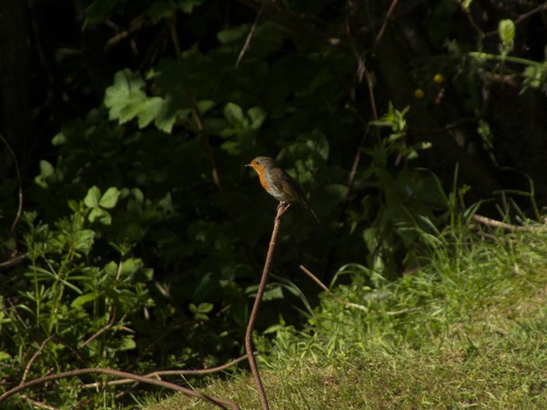 returning robin