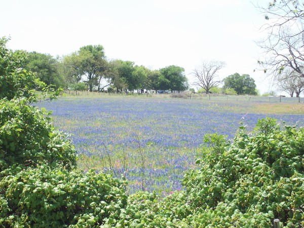 Flower season in Texas