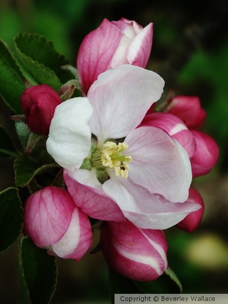 Blossom time