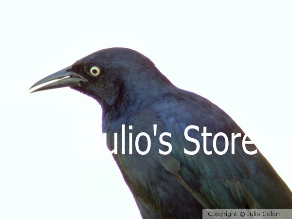 Quiscalus (Mozambique)