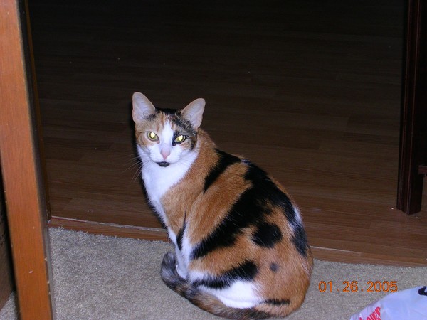 my kitty!