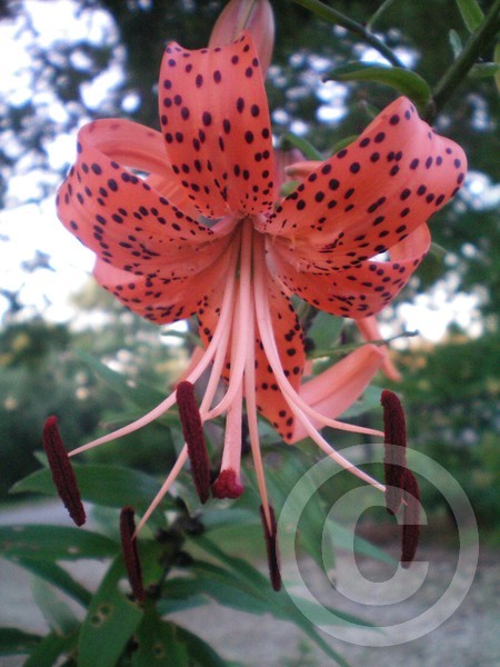My spotted Lily :)