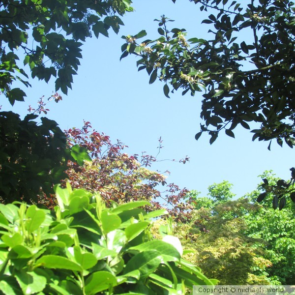 Green.Leaves