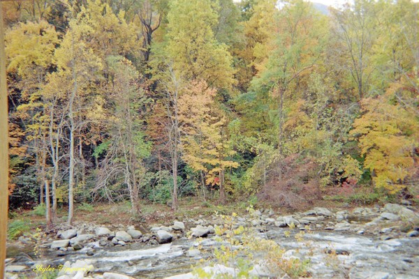 Creek in the Middle of Woods