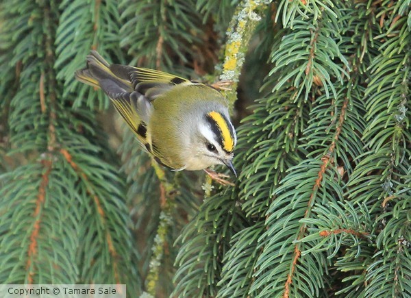Golden-Crowned Kinglet