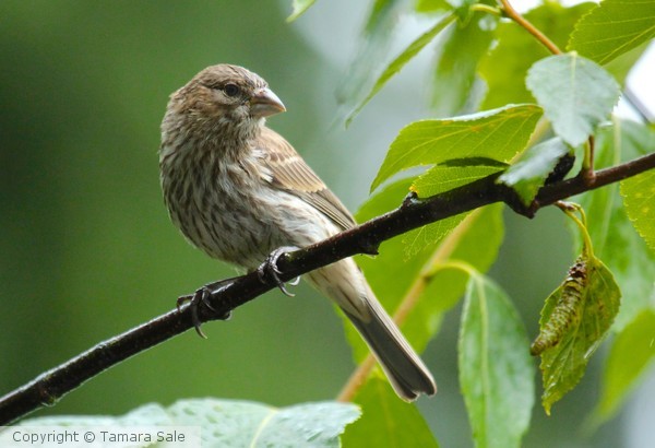 House Finch in the Rain